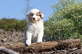 BERGER AUSTRALIEN PUPPIES 016